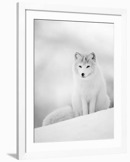 Arctic Fox Male Portrait, Norway-Pete Cairns-Framed Photographic Print