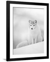 Arctic Fox Male Portrait, Norway-Pete Cairns-Framed Photographic Print