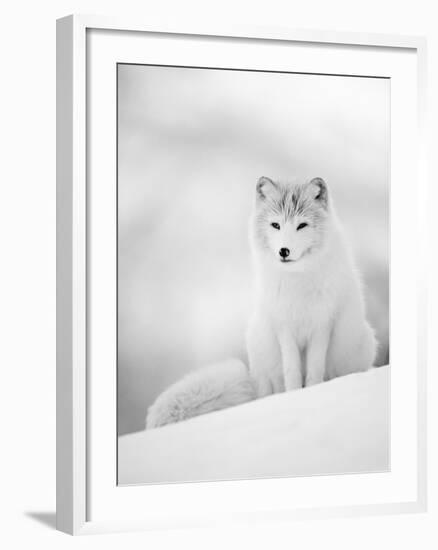 Arctic Fox Male Portrait, Norway-Pete Cairns-Framed Photographic Print