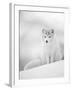 Arctic Fox Male Portrait, Norway-Pete Cairns-Framed Photographic Print