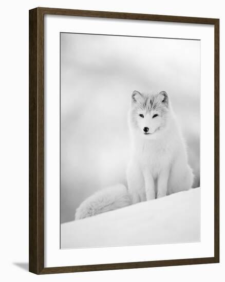 Arctic Fox Male Portrait, Norway-Pete Cairns-Framed Photographic Print