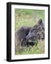 Arctic Fox, Melrakkasetur Islands, Westfjords, Iceland.-Martin Zwick-Framed Photographic Print