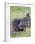 Arctic Fox, Melrakkasetur Islands, Westfjords, Iceland.-Martin Zwick-Framed Photographic Print