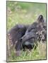 Arctic Fox, Melrakkasetur Islands, Westfjords, Iceland.-Martin Zwick-Mounted Photographic Print