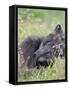 Arctic Fox, Melrakkasetur Islands, Westfjords, Iceland.-Martin Zwick-Framed Stretched Canvas