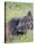 Arctic Fox, Melrakkasetur Islands, Westfjords, Iceland.-Martin Zwick-Stretched Canvas