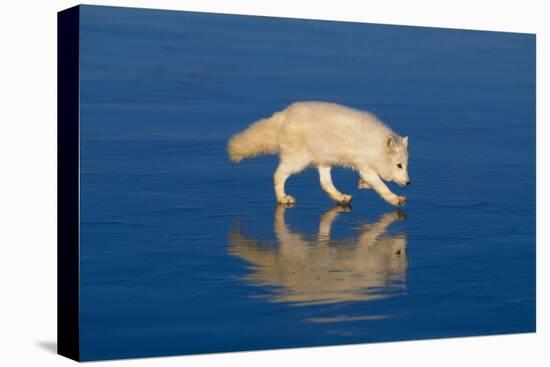 Arctic Fox on Ice-DLILLC-Stretched Canvas