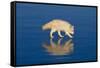 Arctic Fox on Ice-DLILLC-Framed Stretched Canvas