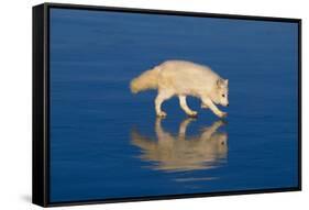 Arctic Fox on Ice-DLILLC-Framed Stretched Canvas