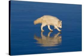 Arctic Fox on Ice-DLILLC-Stretched Canvas