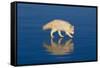 Arctic Fox on Ice-DLILLC-Framed Stretched Canvas