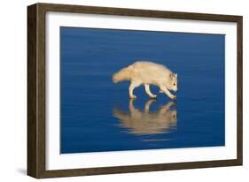 Arctic Fox on Ice-DLILLC-Framed Photographic Print