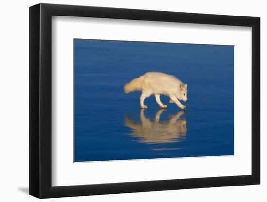 Arctic Fox on Ice-DLILLC-Framed Photographic Print