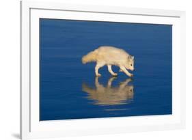 Arctic Fox on Ice-DLILLC-Framed Photographic Print