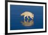 Arctic Fox on Ice-DLILLC-Framed Photographic Print