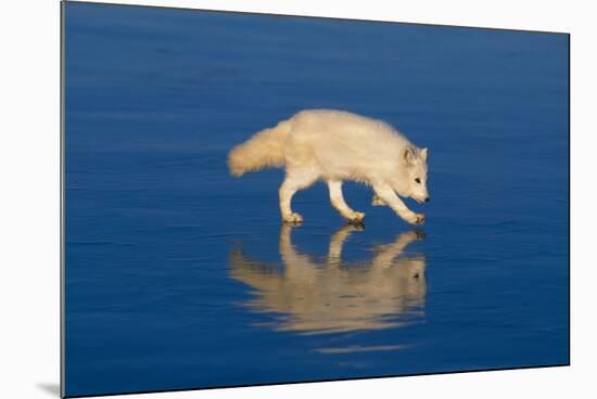 Arctic Fox on Ice-DLILLC-Mounted Photographic Print