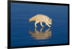 Arctic Fox on Ice-DLILLC-Framed Photographic Print