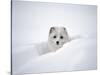Arctic Fox Peeking Out of Snow-Jim Zuckerman-Stretched Canvas