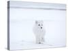 Arctic Fox (Polar Fox) (Alopex Lagopus), Churchill, Hudson Bay, Manitoba, Canada-Thorsten Milse-Stretched Canvas