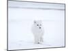 Arctic Fox (Polar Fox) (Alopex Lagopus), Churchill, Hudson Bay, Manitoba, Canada-Thorsten Milse-Mounted Photographic Print