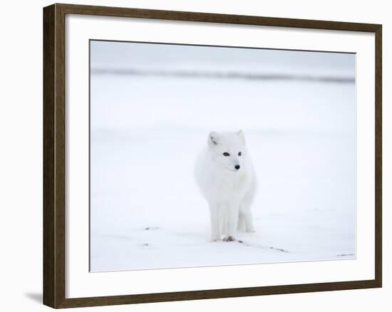 Arctic Fox (Polar Fox) (Alopex Lagopus), Churchill, Hudson Bay, Manitoba, Canada-Thorsten Milse-Framed Photographic Print