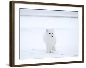 Arctic Fox (Polar Fox) (Alopex Lagopus), Churchill, Hudson Bay, Manitoba, Canada-Thorsten Milse-Framed Photographic Print