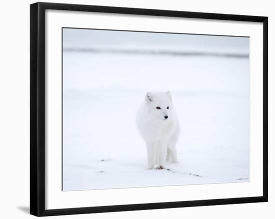Arctic Fox (Polar Fox) (Alopex Lagopus), Churchill, Hudson Bay, Manitoba, Canada-Thorsten Milse-Framed Photographic Print