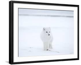 Arctic Fox (Polar Fox) (Alopex Lagopus), Churchill, Hudson Bay, Manitoba, Canada-Thorsten Milse-Framed Photographic Print