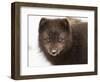 Arctic fox portrait with snow on its nose, Hornstrandir, Iceland-Konrad Wothe-Framed Photographic Print