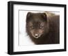 Arctic fox portrait with snow on its nose, Hornstrandir, Iceland-Konrad Wothe-Framed Photographic Print