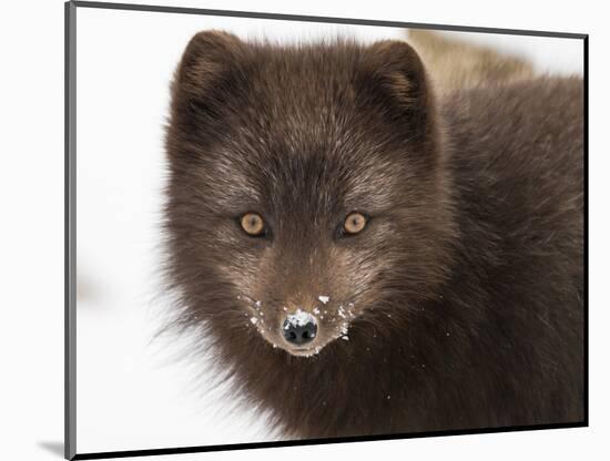 Arctic fox portrait with snow on its nose, Hornstrandir, Iceland-Konrad Wothe-Mounted Photographic Print