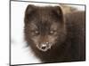 Arctic fox portrait with snow on its nose, Hornstrandir, Iceland-Konrad Wothe-Mounted Photographic Print