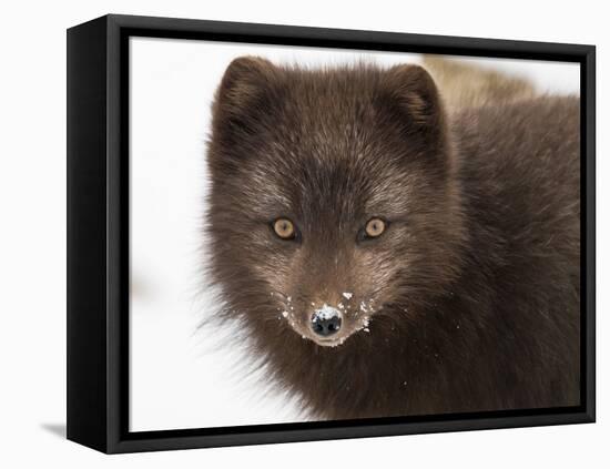 Arctic fox portrait with snow on its nose, Hornstrandir, Iceland-Konrad Wothe-Framed Stretched Canvas
