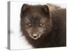 Arctic fox portrait with snow on its nose, Hornstrandir, Iceland-Konrad Wothe-Stretched Canvas