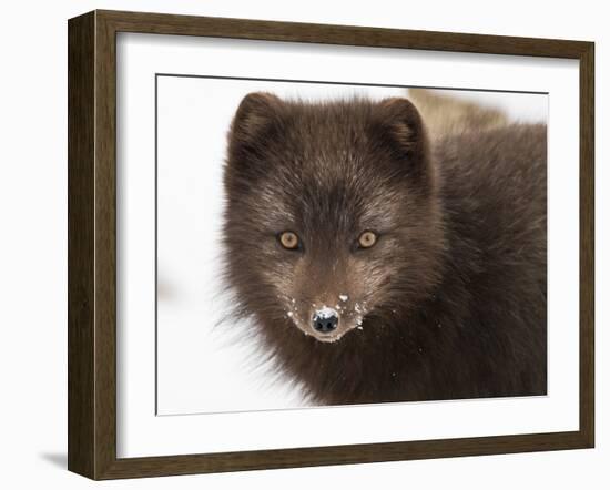 Arctic fox portrait with snow on its nose, Hornstrandir, Iceland-Konrad Wothe-Framed Photographic Print