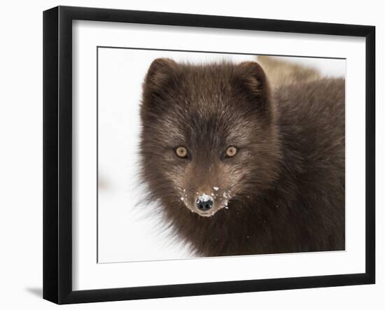 Arctic fox portrait with snow on its nose, Hornstrandir, Iceland-Konrad Wothe-Framed Photographic Print