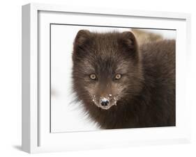 Arctic fox portrait with snow on its nose, Hornstrandir, Iceland-Konrad Wothe-Framed Photographic Print