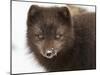 Arctic fox portrait with snow on its nose, Hornstrandir, Iceland-Konrad Wothe-Mounted Photographic Print