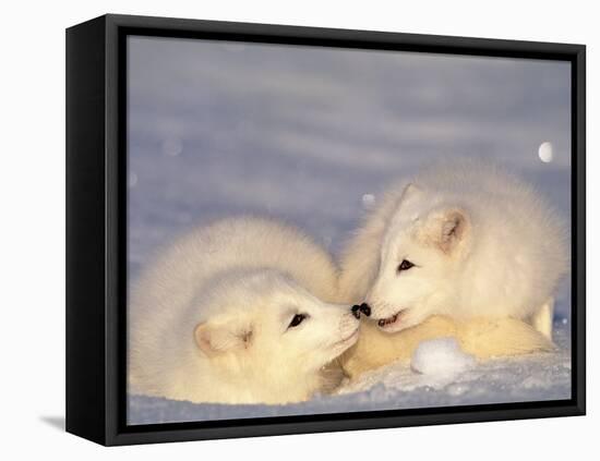 Arctic Fox Pups-Lynn M^ Stone-Framed Stretched Canvas