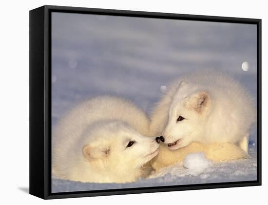 Arctic Fox Pups-Lynn M^ Stone-Framed Stretched Canvas