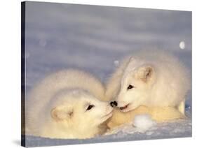 Arctic Fox Pups-Lynn M^ Stone-Stretched Canvas