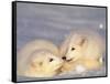 Arctic Fox Pups-Lynn M^ Stone-Framed Stretched Canvas