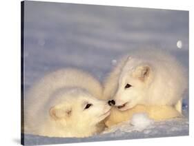 Arctic Fox Pups-Lynn M^ Stone-Stretched Canvas