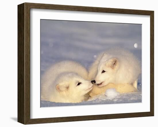Arctic Fox Pups-Lynn M^ Stone-Framed Premium Photographic Print