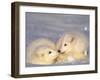 Arctic Fox Pups-Lynn M^ Stone-Framed Premium Photographic Print