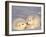 Arctic Fox Pups-Lynn M^ Stone-Framed Premium Photographic Print