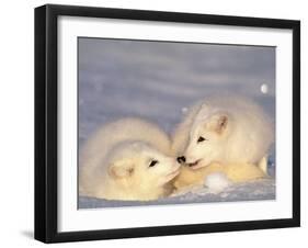 Arctic Fox Pups-Lynn M^ Stone-Framed Premium Photographic Print