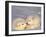 Arctic Fox Pups-Lynn M^ Stone-Framed Premium Photographic Print