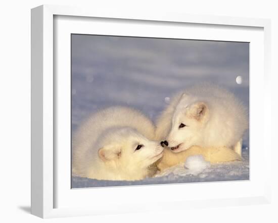 Arctic Fox Pups-Lynn M^ Stone-Framed Premium Photographic Print