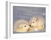 Arctic Fox Pups-Lynn M^ Stone-Framed Premium Photographic Print